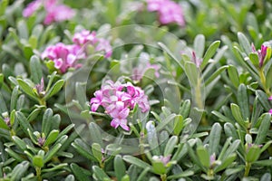 Daphne Spring Pink Eternal Fragrance, Daphne x transatlantica, flowering shrub photo